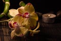 Yellow orchids Royalty Free Stock Photo