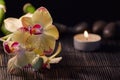 Yellow orchids Royalty Free Stock Photo