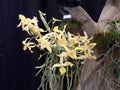 Yellow Orchids Royalty Free Stock Photo