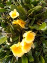 Yellow orchids blooming in garden