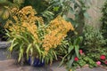 Yellow Orchids in a Container Royalty Free Stock Photo