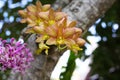 Yellow orchids dendrobium  blooming in nature garden outdoor background Royalty Free Stock Photo