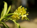 Yellow orchids growing on tree