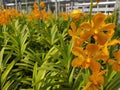 Yellow orchids, sparkling beauty