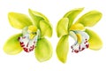 Yellow Orchids, Tropical flowers set on isolated white background, watercolor botanical illustration Royalty Free Stock Photo