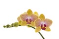 Yellow Orchids on White Royalty Free Stock Photo