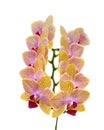 Yellow Orchids on White Royalty Free Stock Photo