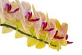 Yellow Orchids on White Royalty Free Stock Photo