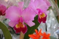 Orchids flowered in spring Royalty Free Stock Photo