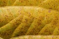 Yellow organic background from a senescing soybean leaf