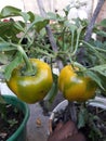 Yellow Organic Bell Peppers in pot Royalty Free Stock Photo