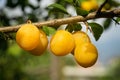 Yellow organic ripe plums on the tree in summer close up. Italy Royalty Free Stock Photo