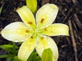 Yellow Oriental Lily