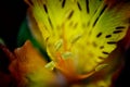 Yellow Oriental Lily Royalty Free Stock Photo
