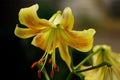 Yellow Oriental Lily in bloom Royalty Free Stock Photo
