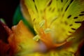Yellow Oriental Lily closeup Royalty Free Stock Photo