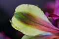 Yellow Oriental Lily petal Royalty Free Stock Photo