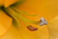 Yellow Oriental Lily Petal Abstract 01 Royalty Free Stock Photo