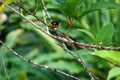 Yellow Oriole bird at Asa Wright In Trinidad and Tobago Royalty Free Stock Photo