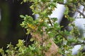 Yellow Oriole Bird on Bird nest Royalty Free Stock Photo