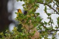 Yellow Oriole Bird on Birdnest Royalty Free Stock Photo