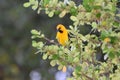 Yellow Oriole Bird Royalty Free Stock Photo