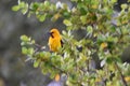 Yellow Oriole Bird Royalty Free Stock Photo