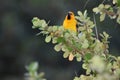 Yellow Oriole Bird Royalty Free Stock Photo