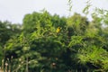 The yellow Oriole bird on stick bamboo tree in garden at thailand Royalty Free Stock Photo