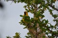 Yellow Oriole Bird Royalty Free Stock Photo