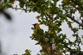 Yellow Oriole Bird Royalty Free Stock Photo