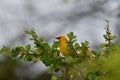 Yellow Oriole Bird Royalty Free Stock Photo