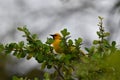 Yellow Oriole Bird Royalty Free Stock Photo