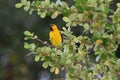 Yellow Oriole Bird Royalty Free Stock Photo