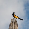 Yellow oriole of Curacao Royalty Free Stock Photo