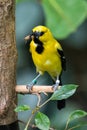 Yellow Oriole (Icterus nigrogularis) adult Royalty Free Stock Photo