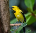 Yellow Oriole (Icterus nigrogularis) adult Royalty Free Stock Photo