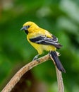 Yellow Oriole (Icterus nigrogularis) adult Royalty Free Stock Photo