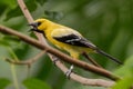 Yellow Oriole (Icterus nigrogularis) adult Royalty Free Stock Photo