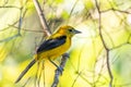 Yellow oriole (Icterus nigrogularis), Minca, Sierra Nevada, Magdalena. Wildlife and birdwatching in Colombia Royalty Free Stock Photo