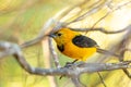 Yellow oriole (Icterus nigrogularis), Minca, Sierra Nevada, Magdalena department. Wildlife and birdwatching in Colombia Royalty Free Stock Photo