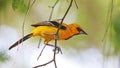 Yellow oriole, tropical bird of Colombia Royalty Free Stock Photo
