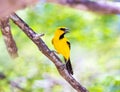 A Yellow Oriole perched on a tree Royalty Free Stock Photo