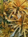 yellow ornamental plants photographed from above