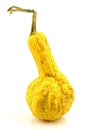 Yellow ornamental pumpkin