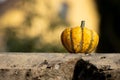 Yellow ornamental pumpkin laying on a wall with copy space Royalty Free Stock Photo