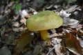 Ornate-stalked or Goldstalk Bolete Mushroom