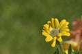 Yellow osteospermum daisy flower in spring