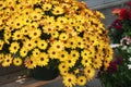 Yellow osteospermum or dimorphotheca flowers, Yellow flowers Royalty Free Stock Photo