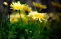 Yellow osteospermum flowers in full bloom in the morning sun